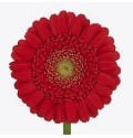 ΖΕΡΜΒΕΡΑ ΜΙΝΙ ΚΟΚΚΙΝΗ εισαγ. GERBERA MINI KETCHUP